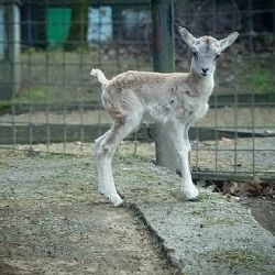 Nový přírůstek v Liberecké zoo - mládě margaye