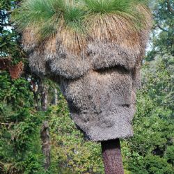 Žlutokap se v botanické zahradě podařilo opylit