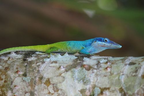 Foto: Liberecká zoo otevírá expozici tropických ještěrů: vzácní gekoni a obří chameleoni