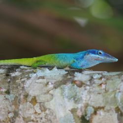 Liberecká zoo otevírá expozici tropických ještěrů: vzácní gekoni a obří chameleoni