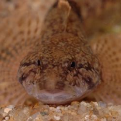 Ochrana vranky posouvá stavbu semilského mostu