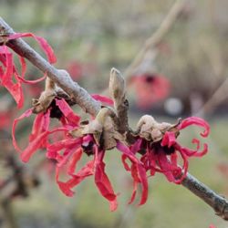Jarní cibuloviny nahrazují v Botanické Zahradě