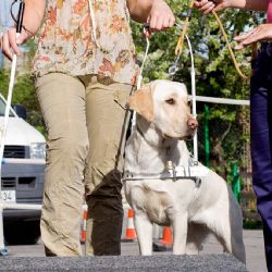 Liberec přináší čerstvý náboj v soutěži vodicích psů