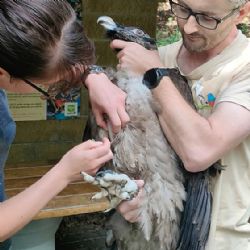 Liberecká zoo oslavuje přírůstek číslo 27 mezi orlosupy, tentokrát míří do španělských hor