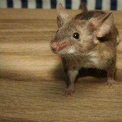 Hlodavčí trus v restauracích: SZPI varuje a slibuje přísné kontroly