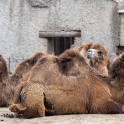 Prázdninová dobrodružství v Libereckém kraji: dinosaury, sklo a veteráni čekají!