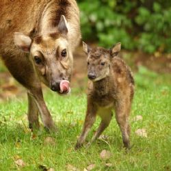 Seznamte se: sambar skvrnitý. V liberecké zoo se narodil vzácný tropický jelínek